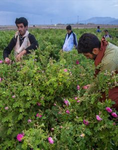 Qamsar flower and rose tour